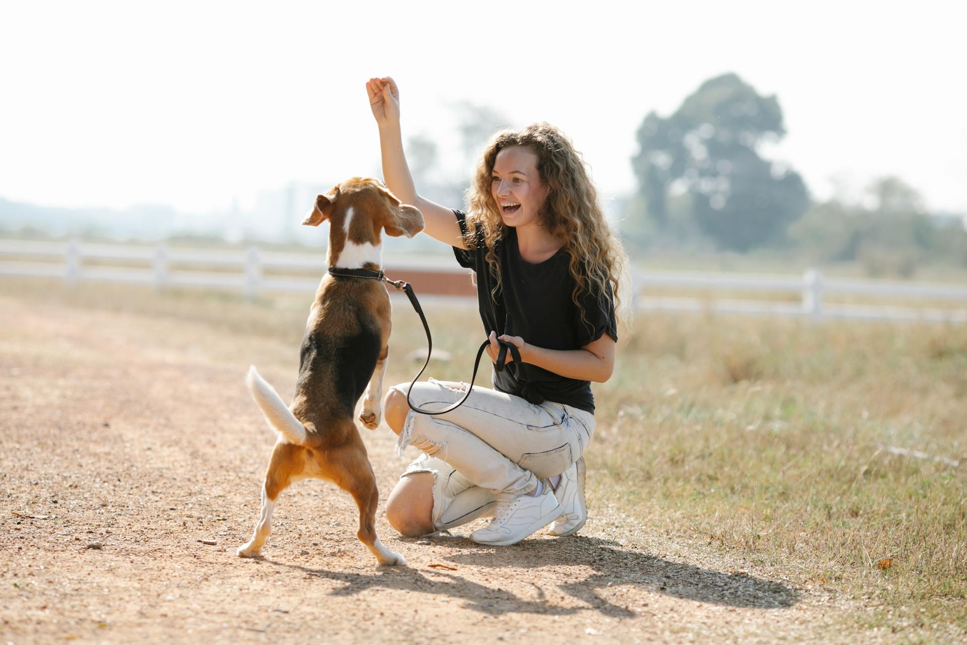 Training - dog with owner