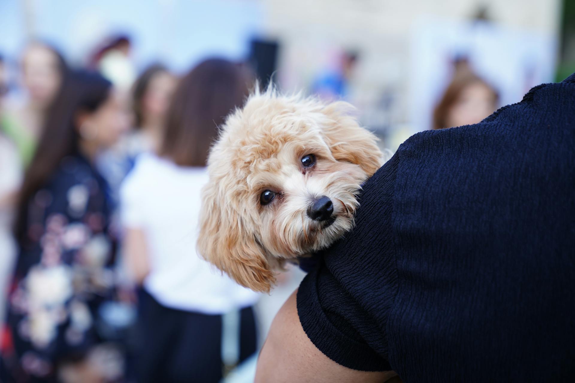 Puppy Training Session
